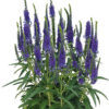 Veronika varpotoji "Veronique Blue" (Veronica spicata "Veronique Blue")