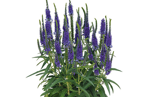 Veronika varpotoji "Veronique Blue" (Veronica spicata "Veronique Blue")