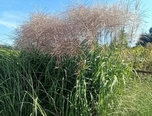 Miskantas kininis "Miranda"          (Miscanthus sinensis  "Miranda")