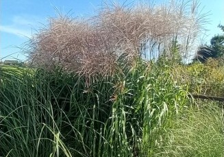 Miskantas kininis "Miranda"          (Miscanthus sinensis  "Miranda")