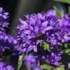 Katilėlis tankiažiedis                      (Campanula glomerata)