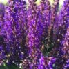 Šalavijas gojinis "Midnight Purple"         (Salvia nemorosa "Midnight Purple")