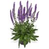 Šalavijas gojinis "Salute Deep Blue"      (Salvia nemorosa "Salute Deep Blue")