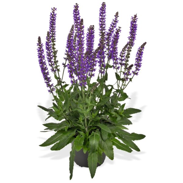 atsisiųsti Šalavijas gojinis "Salute Deep Blue" (Salvia nemorosa "Salute Deep Blue")