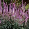Veronikūnas "Fascination"       (Veronicastrum "Fascination")