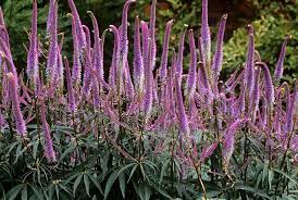 Veronikūnas "Fascination"       (Veronicastrum "Fascination")