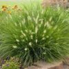Soruolė pašiaušėlinė "Little Bunny" (Pennisetum alopecuroides "Little Bunny")