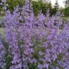 Katžolė faseno "Six Hills Giant"           (Nepeta faassenii "Six Hills Giant")