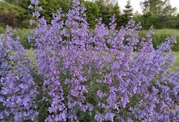 Katžolė faseno "Six Hills Giant"           (Nepeta faassenii "Six Hills Giant")