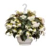Begonija svyranti Nonstop Joy Mocca White