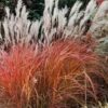 Miskantas kininis "Purple Fall"      (Miscanthus sinensis  "Purple Fall")