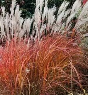 Miskantas kininis "Purple Fall"      (Miscanthus sinensis  "Purple Fall")