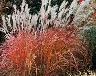 Miskantas kininis "Purple Fall"      (Miscanthus sinensis  "Purple Fall")