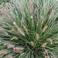 ham Soruolė pašiaušėlinė "Hameln" (Pennisetum alopecuroides "Hameln")