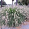 Soruolė pašiaušėlinė "Hameln"     (Pennisetum alopecuroides "Hameln")