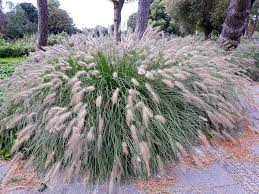 hameln Soruolė pašiaušėlinė "Hameln" (Pennisetum alopecuroides "Hameln")