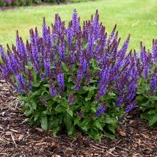 Šalavijas gojinis "Midnight Purple"         (Salvia nemorosa "Midnight Purple")