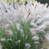 Soruolė pašiaušėlinė "Hameln"     (Pennisetum alopecuroides "Hameln")