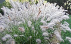 images (4)h Soruolė pašiaušėlinė "Hameln" (Pennisetum alopecuroides "Hameln")