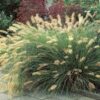 Soruolė pašiaušėlinė "Hameln"     (Pennisetum alopecuroides "Hameln")