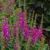 Raudoklė paprastoji        "Little Robert"                 (Lythrum salicaria "Little Robert")