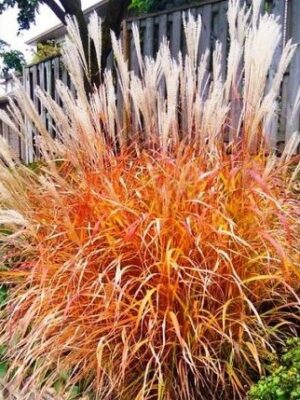 Miskantas  kininis "Purpurascens" (Miscanthus sinensis  "Purpurascens")