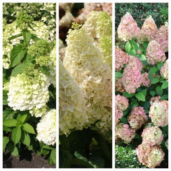 Hortenzija šluotelinė "Magical Mont Blanc" (Hydrangea paniculata "Magical Mont Blanc")