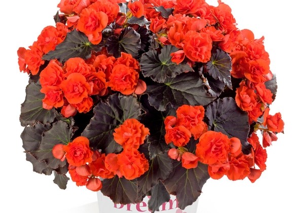 7510027_60_begonia_solenia_chocolate_orange.653e38dd248dd Begonija Solenia Chocolate Orange