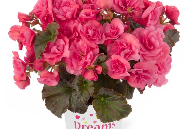 7510029_60_begonia_solenia_light_pink.653e38dd27217 Begonija Solenia Light Pink