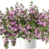 Bakopa Double Pink