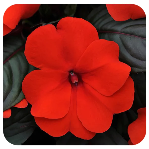 New_Guinea_Impatiens_orange_6f1cb306-3874-477a-bda6-8232ddb59a35_2000x Sprigė Naujosios Gvinėjos Orange Red