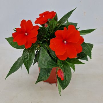 cc42e957-8d32-473e-932d-d106762cd904 Sprigė Naujosios Gvinėjos Orange Red
