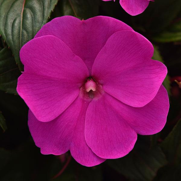 Sprigė Naujosios Gvinėjos Mattina Violet