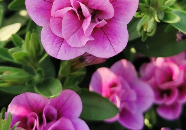 Kalibrachoja Double Rose