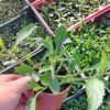 Patagoninė verbena