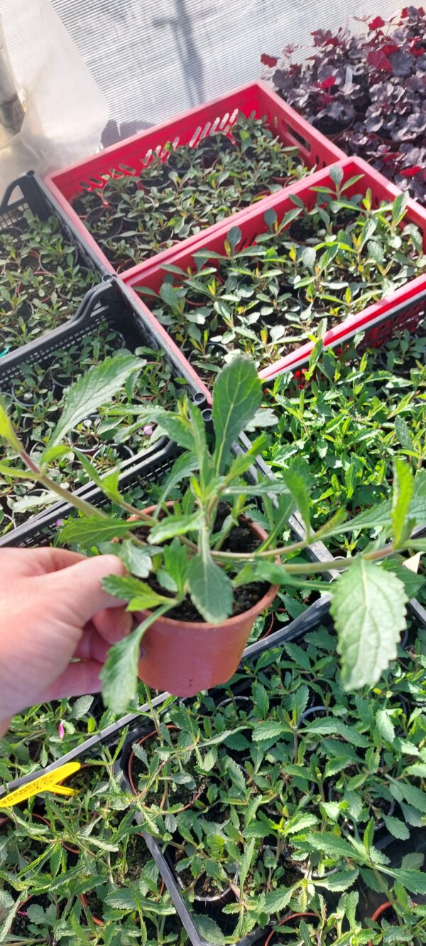 Patagoninė verbena