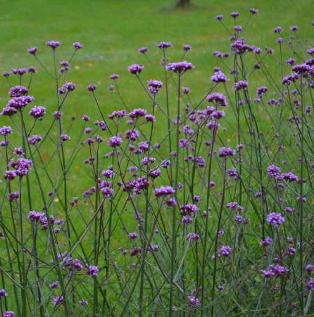 Patagoninė verbena