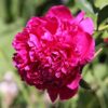 Bijūnas puikusis "Karl Rosenfield" (Paeonia lactiflora "Karl Rosenfield")