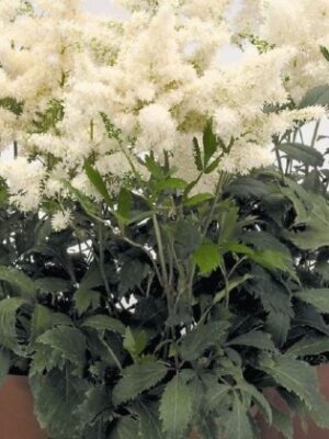 Astilbė "Astary White" (Astilbe arendsii "Astary White")
