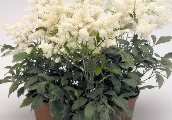 Astilbė "Astary White" (Astilbe arendsii "Astary White")
