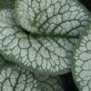 Brunera "Sea Heart" (Brunnera  "Sea Heart")