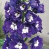 Pentiniai "Magic Fountains Dark Blue / White Bee" (Delphinium cultorum "Magic Fountains Dark Blue / White Bee")
