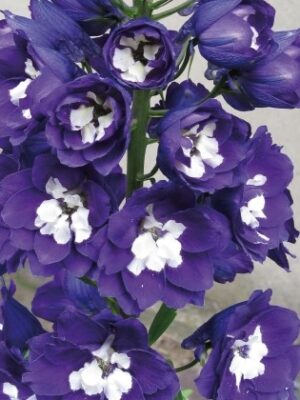 Pentiniai "Magic Fountains Dark Blue / White Bee" (Delphinium cultorum "Magic Fountains Dark Blue / White Bee")