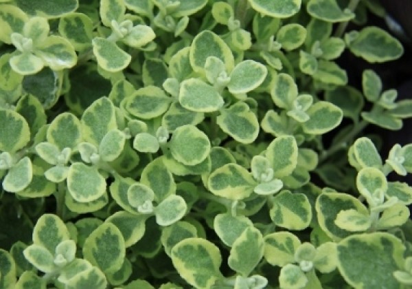Šlamutis Variegata