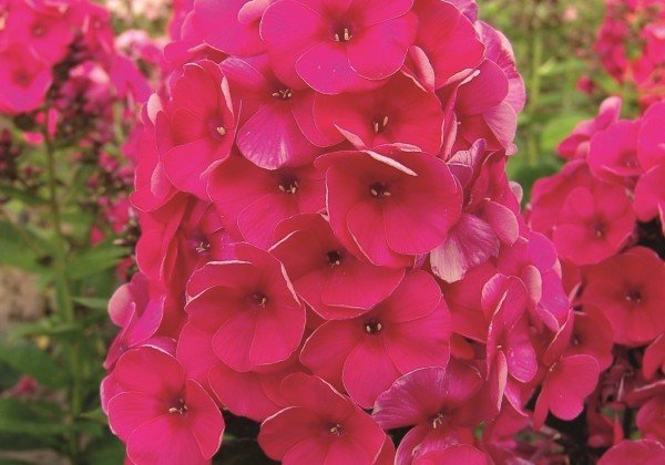 02467270_128_phlox_paniculata_adessa_compact_rose.653e388e5fd9f Flioksas "Flame® Watermelon" (Phlox paniculata "Flame® Watermelon")
