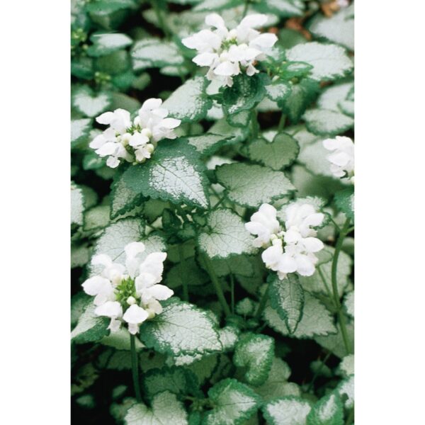 1280 Notrelė "White Nancy" (Lamium maculatum "White Nancy")