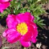 Bijūnas puikusis "Bowl of beauty" (Paeonia lactiflora "Bowl of beauty")