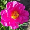 Bijūnas puikusis "Bowl of beauty" (Paeonia lactiflora "Bowl of beauty")