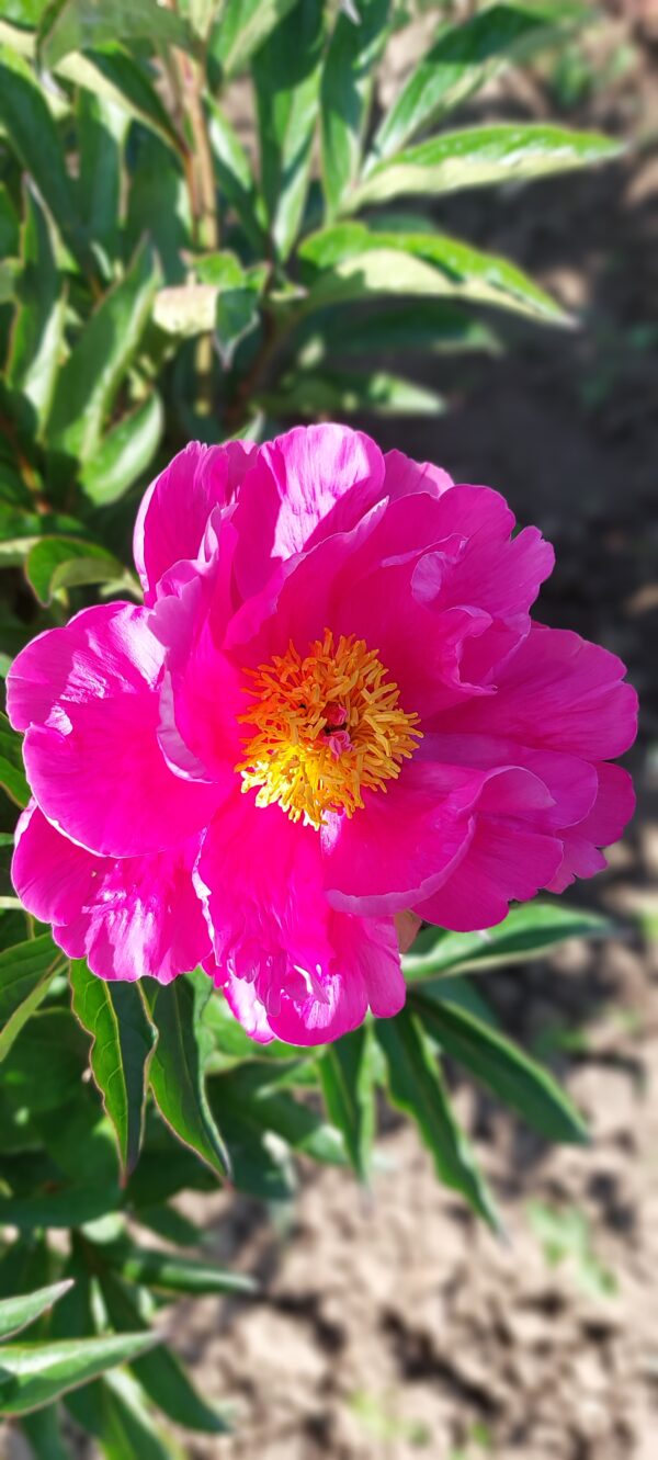 20230608_102413 Bijūnas puikusis "Bowl of beauty" (Paeonia lactiflora "Bowl of beauty")