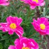 Bijūnas puikusis "Bowl of beauty" (Paeonia lactiflora "Bowl of beauty")